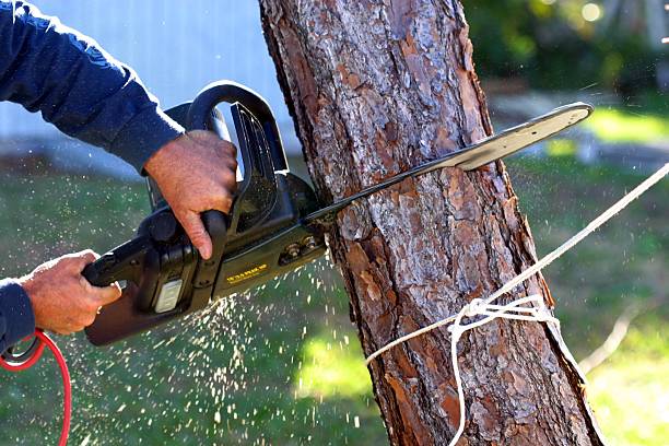 How Our Tree Care Process Works  in  Farmington, AR