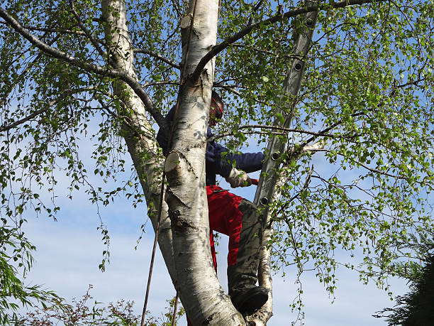 Best Root Management and Removal  in Fmington, AR